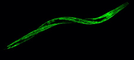 Worm Muscle GFP - Z-Stack Projection